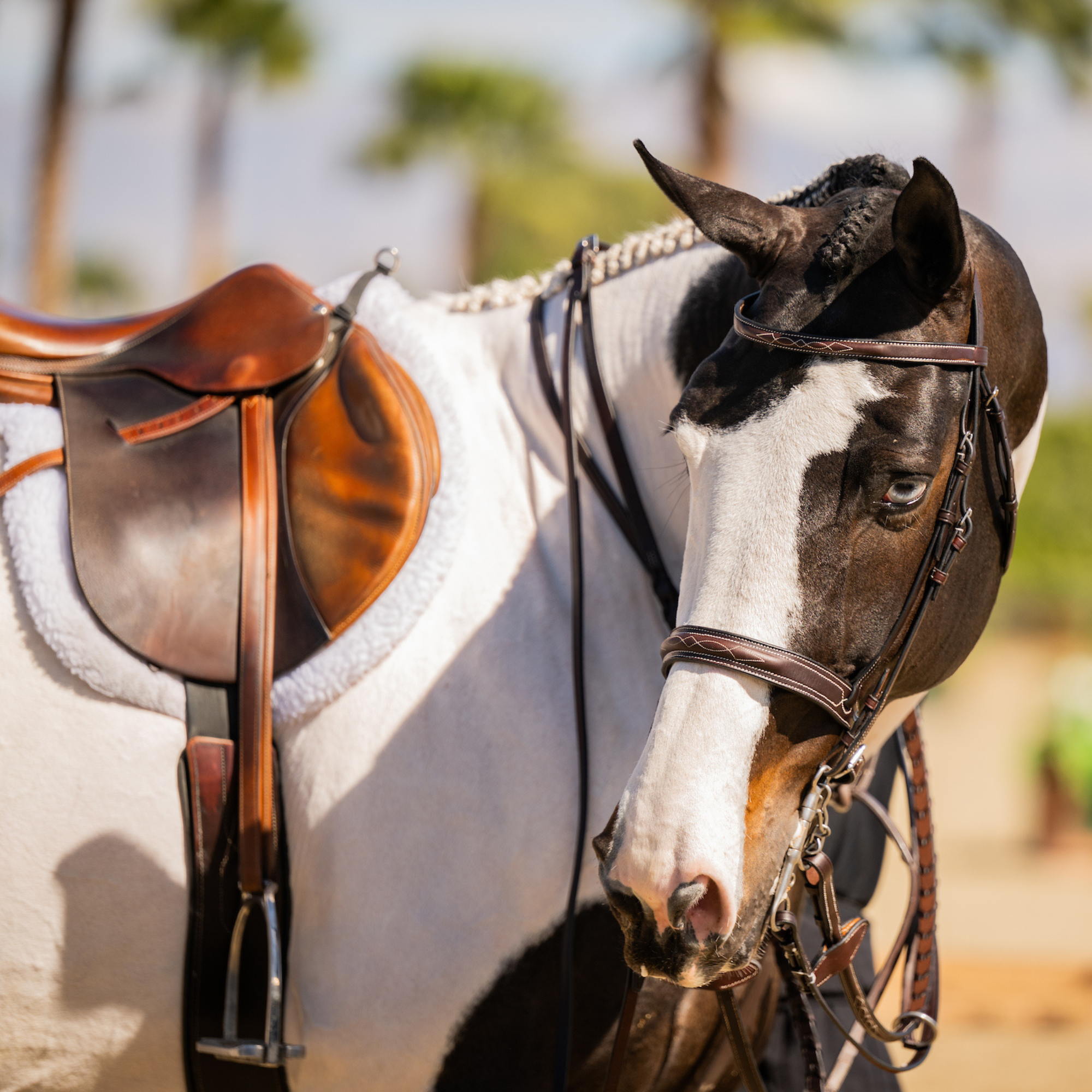 Paint horse looks at camera in a pretty bridle, butet saddle and MDC stirrups