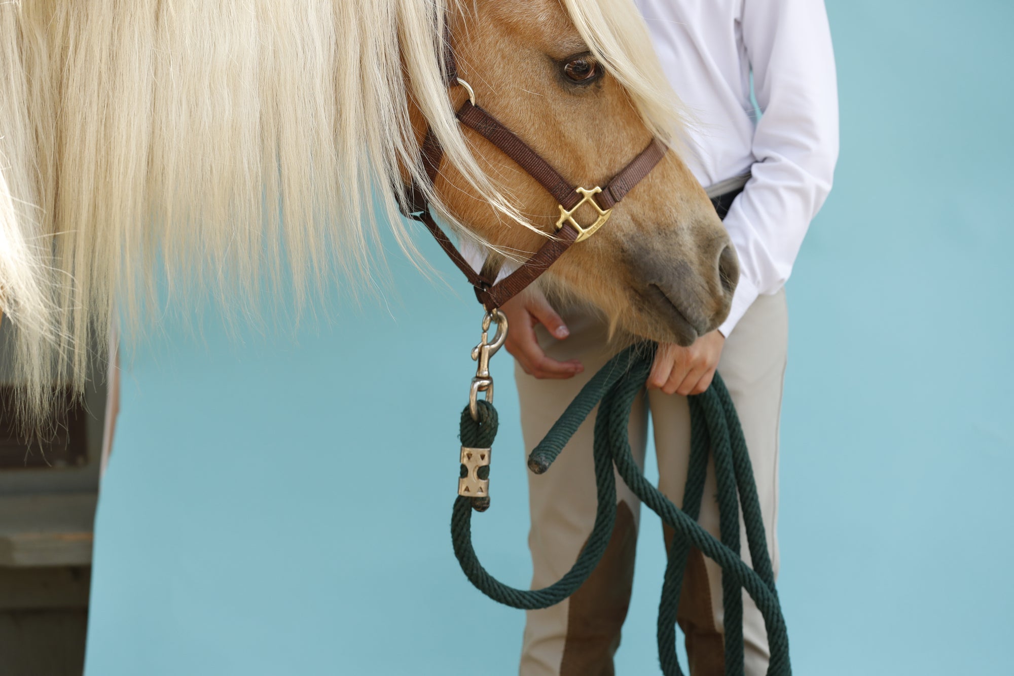 Clearance Tack (Equestrian)