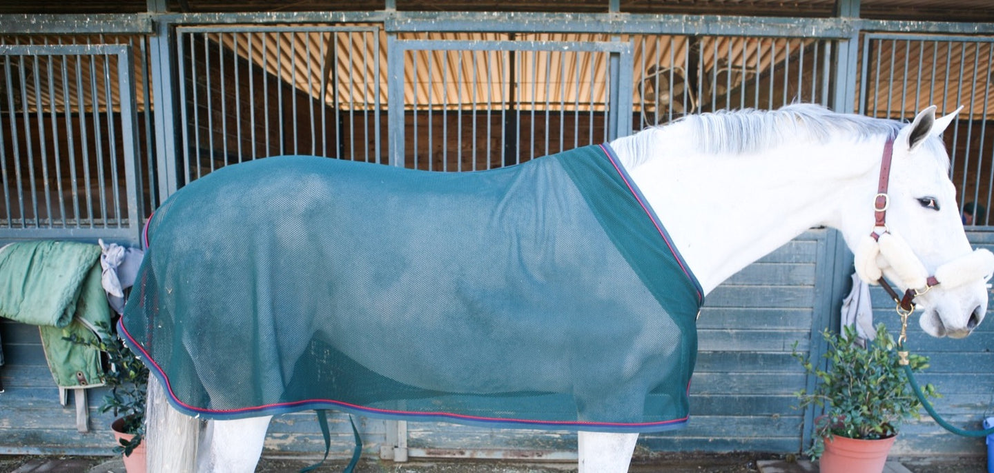 Grey horse in green scrim horse blanket and cooler