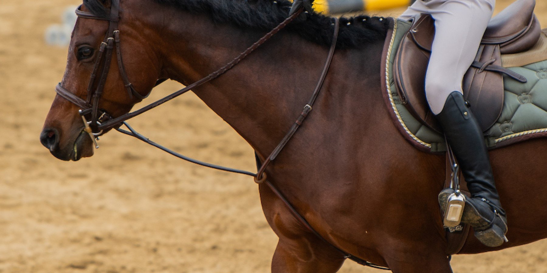 Girl riding horse in bridle and martingale