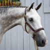 Red Barn 'Devon' Ergonomic Halter in Brown/Brass - Oversize