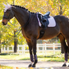 LeMieux Suede Dressage Pad in Lilac
