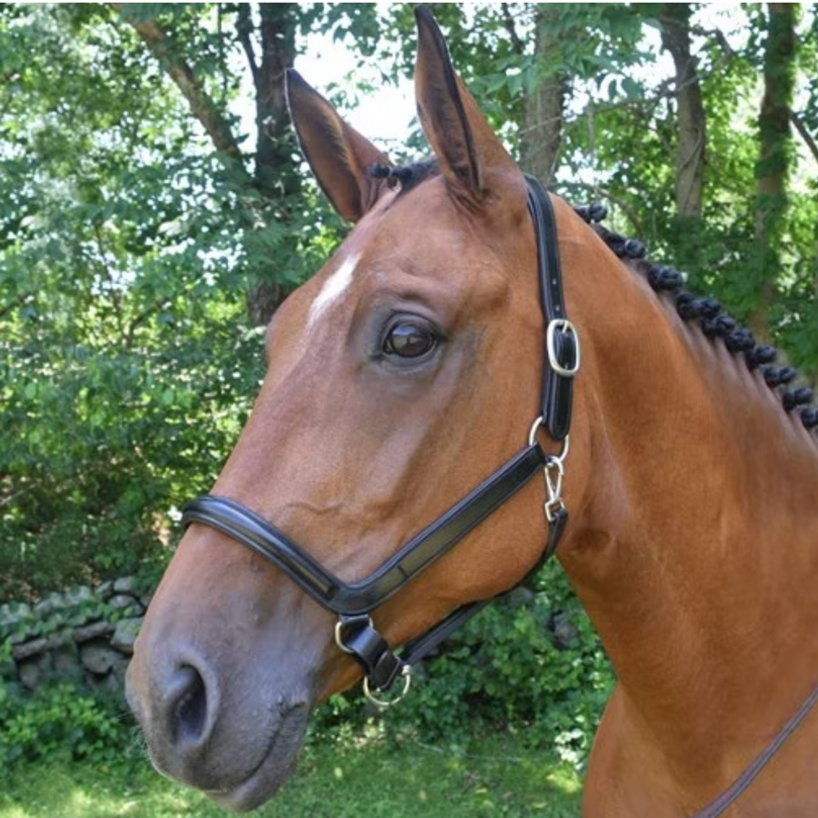 Red Barn 'Devon' Ergonomic Halter in Black/Polished Nickel