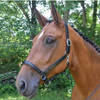 Red Barn 'Devon' Ergonomic Halter in Black/Polished Nickel