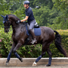 LeMieux Suede Dressage Pad in Navy