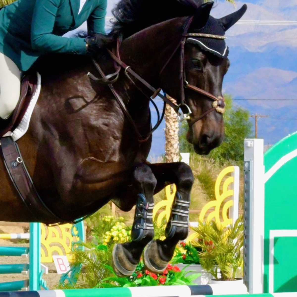 Dark Bay horse jumps in EquiFit tendon boots.