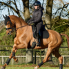 LeMieux 'Cotton Dressage' Pad in Black