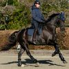 LeMieux 'Cotton Dressage' Pad in Navy