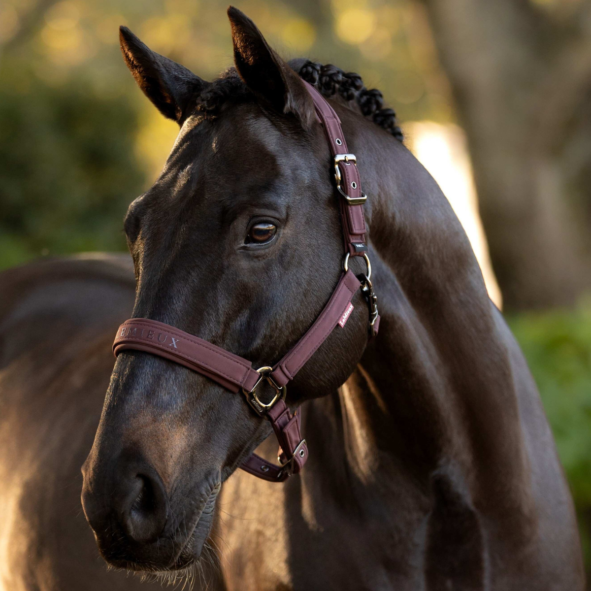 LeMieux 'Essence' Headcollar in Damson