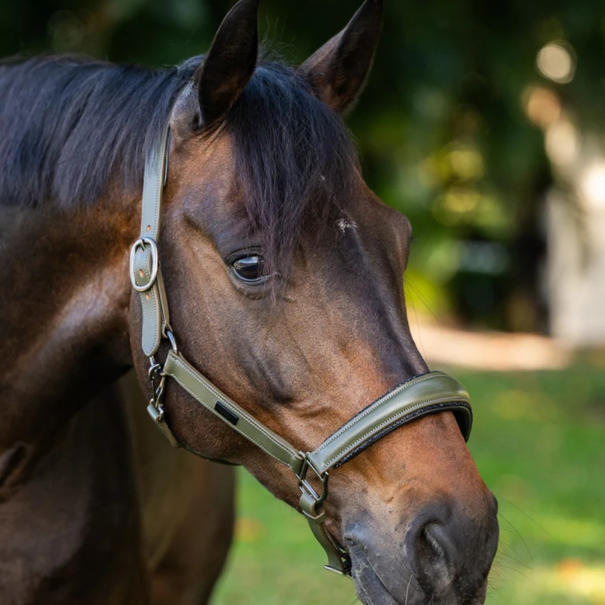 Equestrian Stockholm Glimmer Anatomic Leather Halter in Striking Valley 