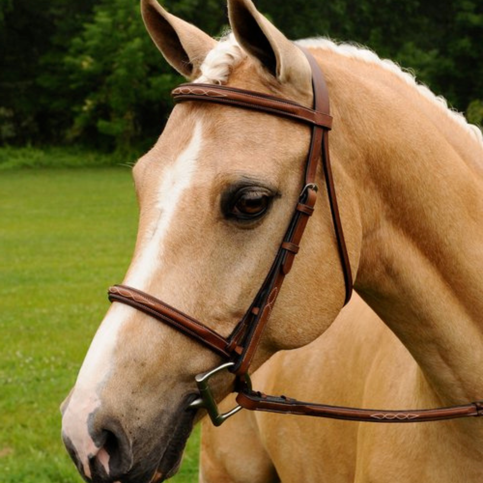 Arc De Triomphe 'Imperial' Bridle in Brown
