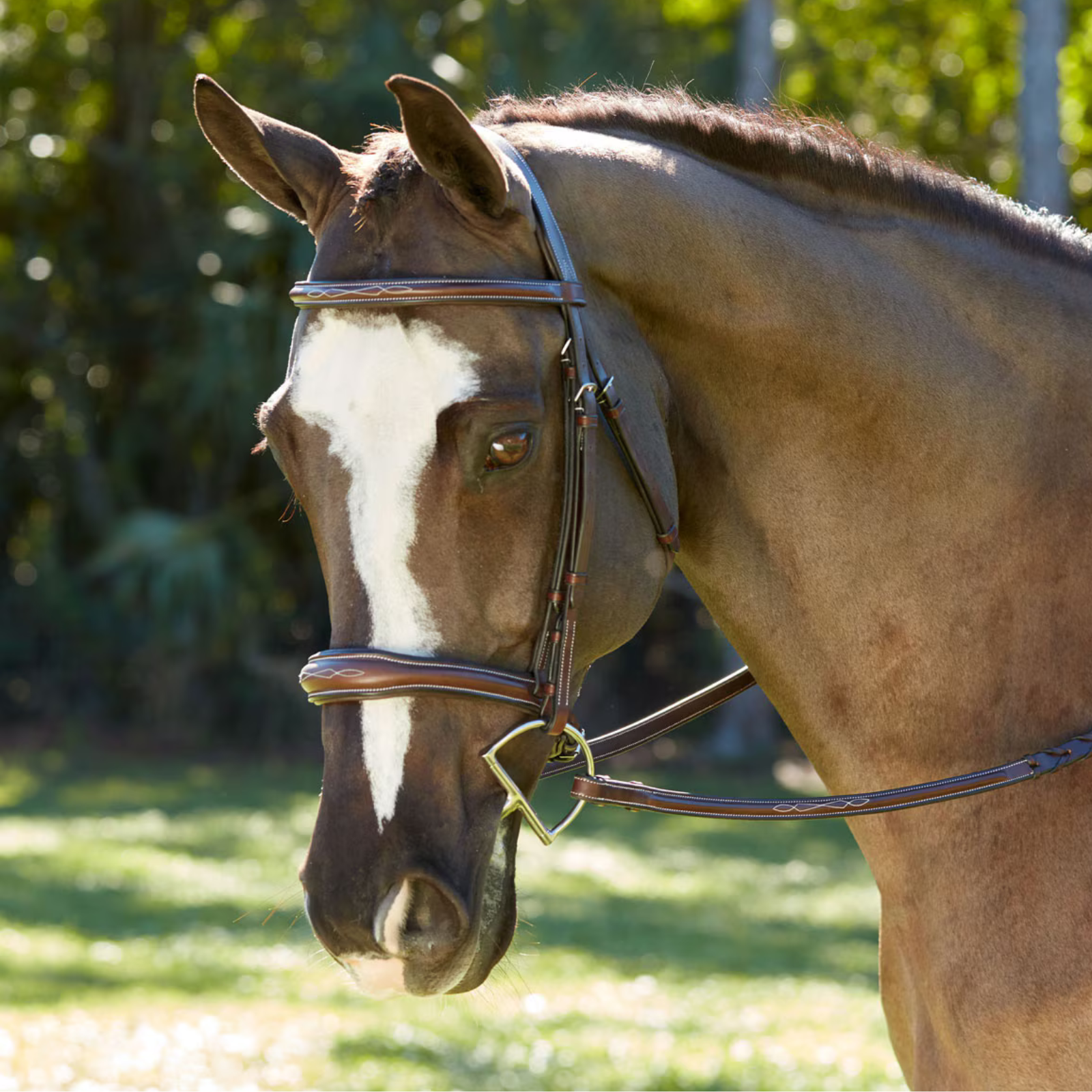 KL Select 'Wellington' Bridle in Brown