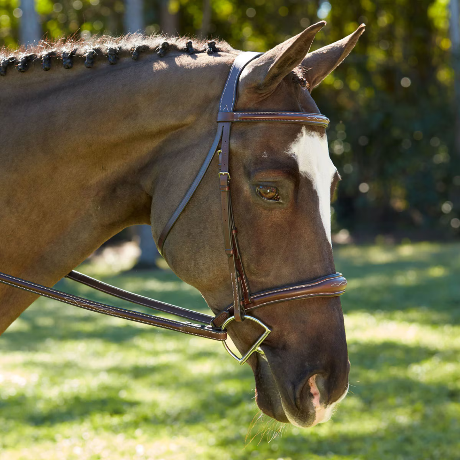 KL Select 'Wellington' Bridle in Brown