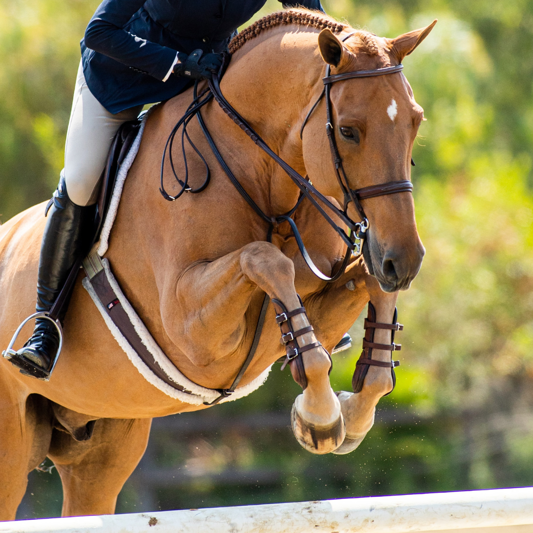 Discounted Tack and Equestrian Riding Apparel – The Tried Equestrian