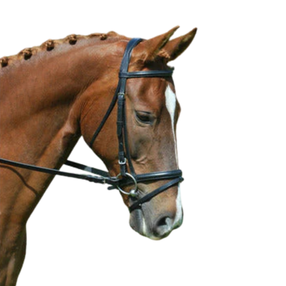 Red Barn by KL Select 'Levade' Flash Noseband in Black