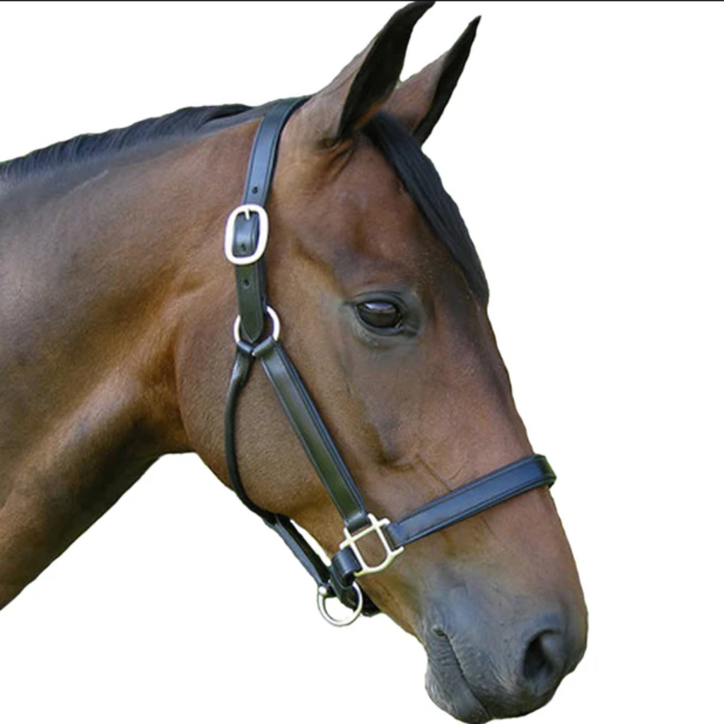 Black Oak by KL Select 'Sycamore' Halter in Black/Silver - Pony