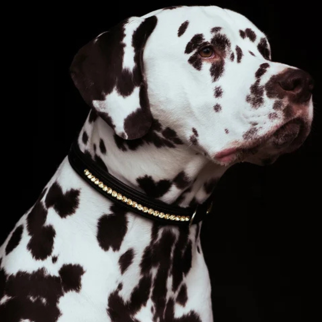 Equestrian Stockholm Dog Collar in Black/Champagne
