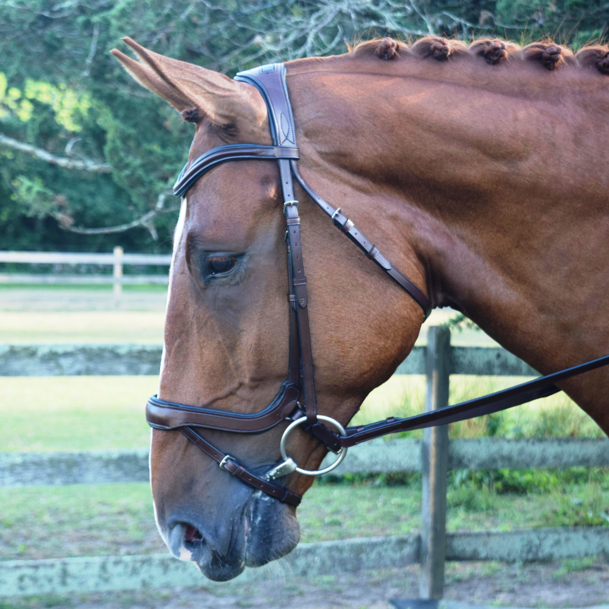 KL Select 'Arena' Weymouth Bridle in Brown - Oversized