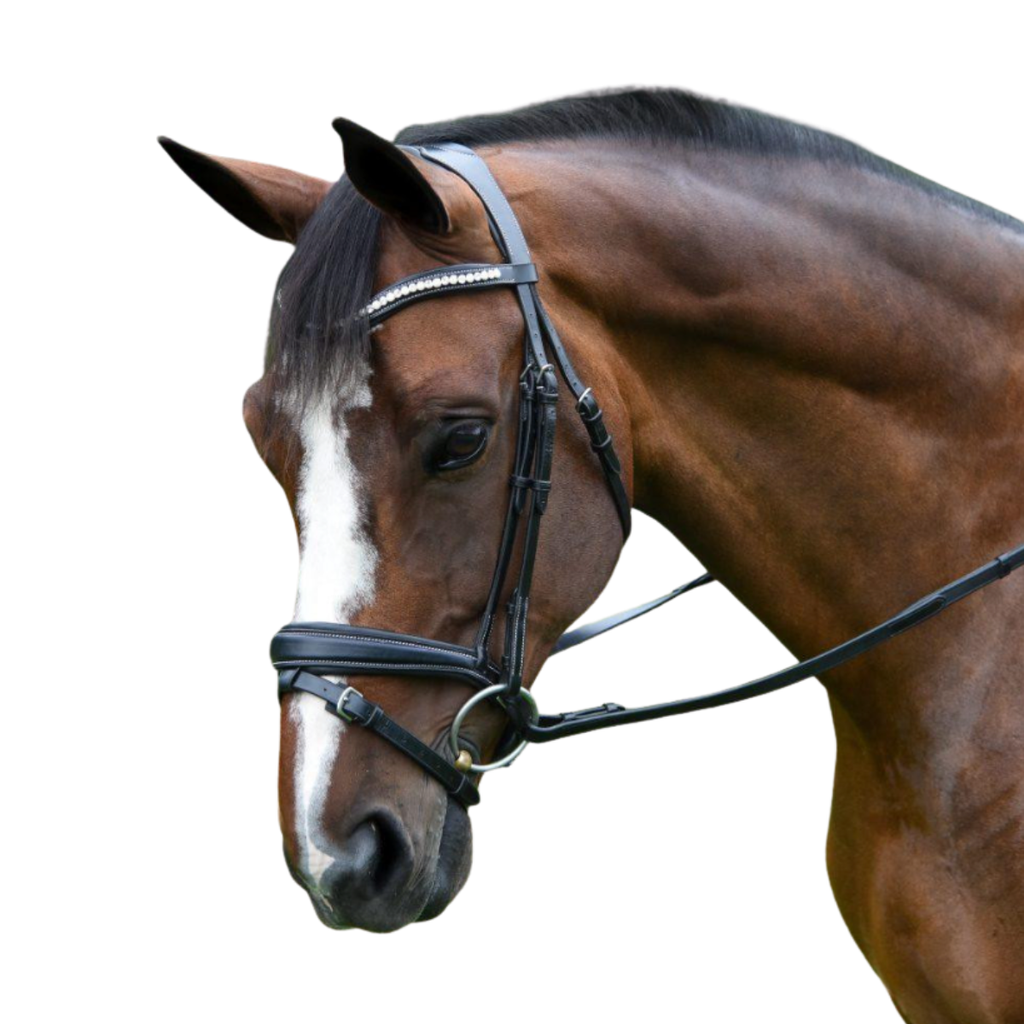 Red Barn by KL Select 'Pace' Dressage Bridle in Black - Oversized