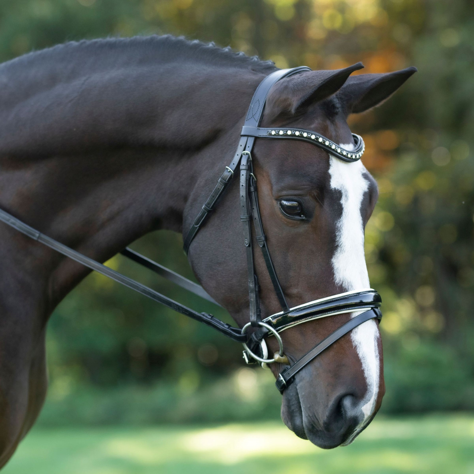 Red Barn 'Stride' Dressage Bridle in Black - Full