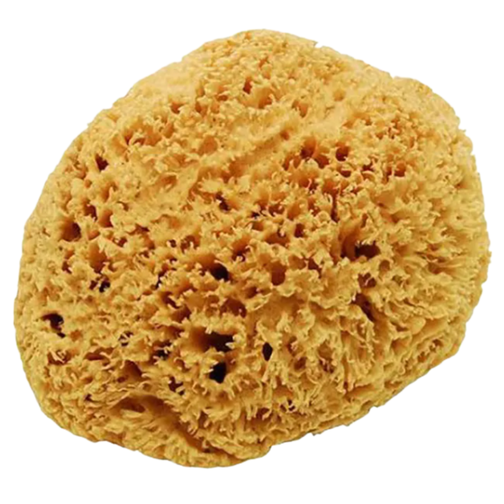 Jack's Natural Large Sea Sponge in Yellow