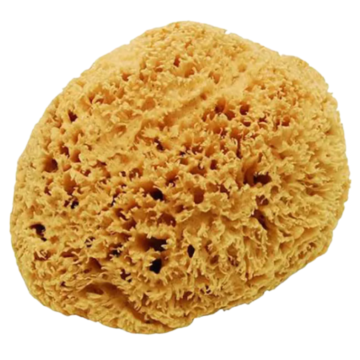 Jack's Natural Large Sea Sponge in Yellow
