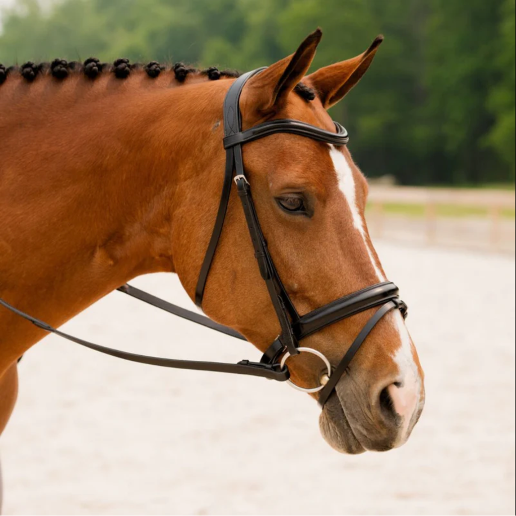 KL Select 'Elevation' Bridle in Black - Cob